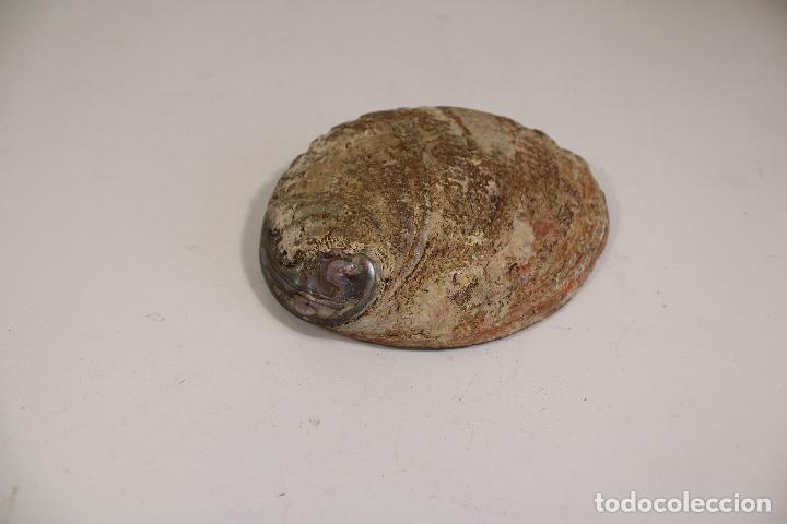Coleccionismo de moluscos: CONCHA CARACOLA NACAR - Foto 3