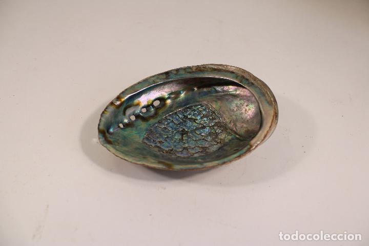 Coleccionismo de moluscos: CONCHA CARACOLA NACAR - Foto 4