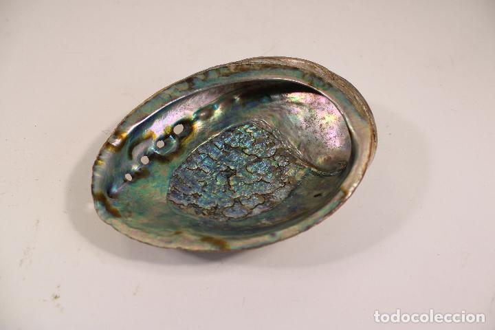 Coleccionismo de moluscos: CONCHA CARACOLA NACAR - Foto 1