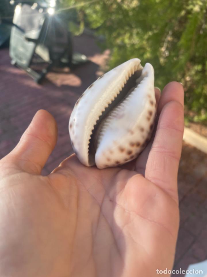 Coleccionismo de moluscos: Caracol de mar caracola preciosa difícil malacogia - Foto 2 - 298478018
