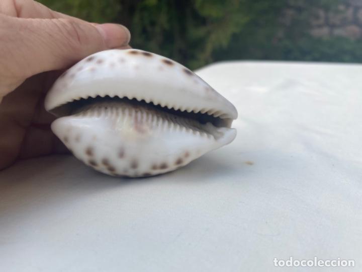Coleccionismo de moluscos: Caracol de mar caracola preciosa difícil malacogia - Foto 8 - 298478018