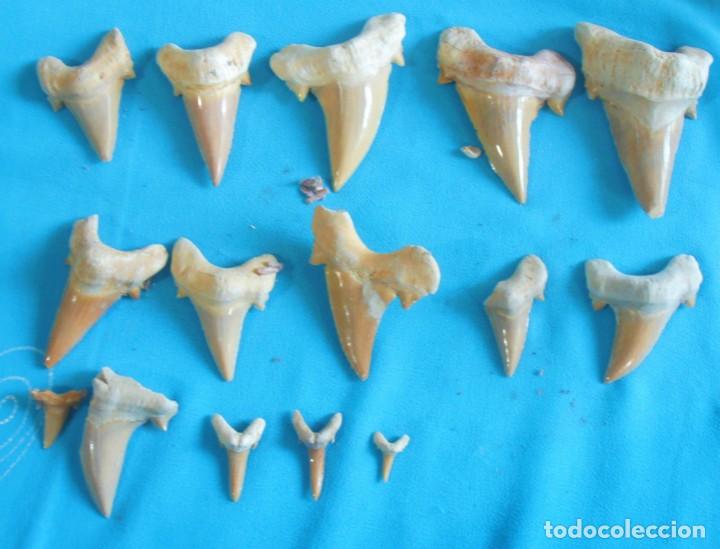 Coleccionismo de moluscos: DIENTES DE PEZ - Foto 2