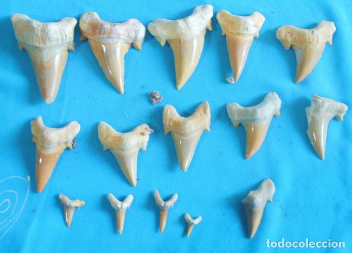 Coleccionismo de moluscos: DIENTES DE PEZ - Foto 3