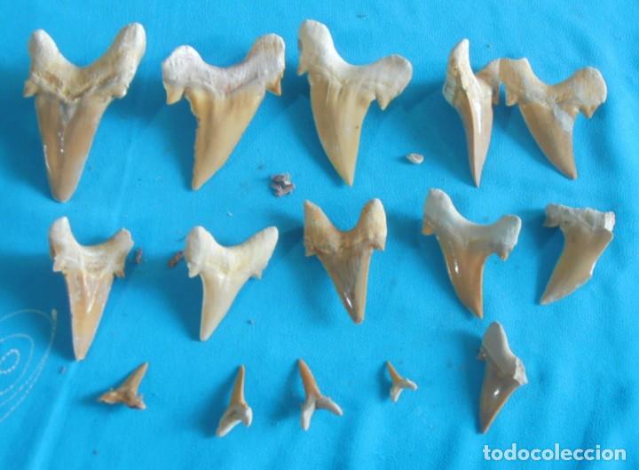 Coleccionismo de moluscos: DIENTES DE PEZ - Foto 4