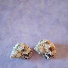 Coleccionismo de moluscos: LOTE DE 2 CARACOLAS TURBO SILVERMOUTH ,VERDE ,MARRON. Lote 299843073