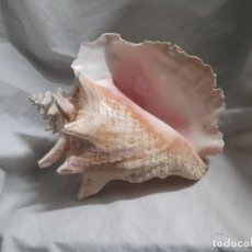 Collectionnisme de mollusques: MUY BELLA GRAN CARACOLA NATURAL REINA LOBATUS GIGAS BONITO COLOR ROSADO 22CM. Lote 300895953