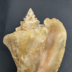 Coleccionismo de moluscos: ANTIGUA GRAN CONCHA CARACOLA MARINA 24 CM 1526 GR LOBATUS GIGAS ROSADA MALACOLOGIA. Lote 302646808