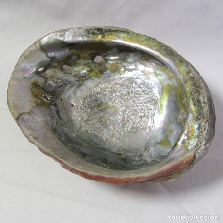 Coleccionismo de moluscos: Gran concha de nácar oreja de mar Haliotis, 20 x 15 cm, 610 gramos de peso - Foto 1 - 303426258
