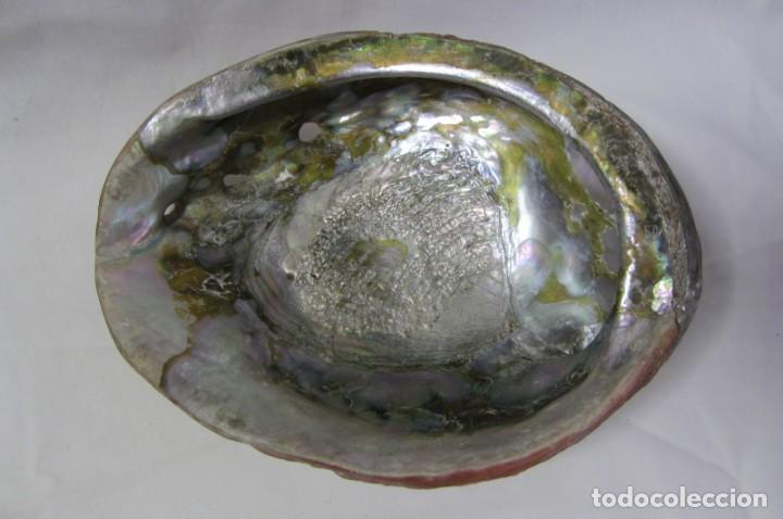 Coleccionismo de moluscos: Gran concha de nácar oreja de mar Haliotis, 20 x 15 cm, 610 gramos de peso - Foto 2 - 303426258