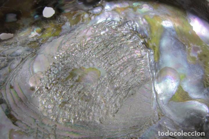 Coleccionismo de moluscos: Gran concha de nácar oreja de mar Haliotis, 20 x 15 cm, 610 gramos de peso - Foto 4 - 303426258