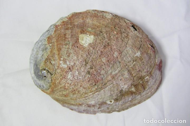 Coleccionismo de moluscos: Gran concha de nácar oreja de mar Haliotis, 20 x 15 cm, 610 gramos de peso - Foto 5 - 303426258
