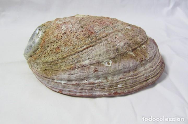 Coleccionismo de moluscos: Gran concha de nácar oreja de mar Haliotis, 20 x 15 cm, 610 gramos de peso - Foto 6 - 303426258
