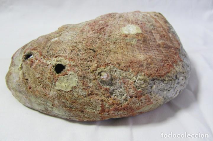 Coleccionismo de moluscos: Gran concha de nácar oreja de mar Haliotis, 20 x 15 cm, 610 gramos de peso - Foto 7 - 303426258