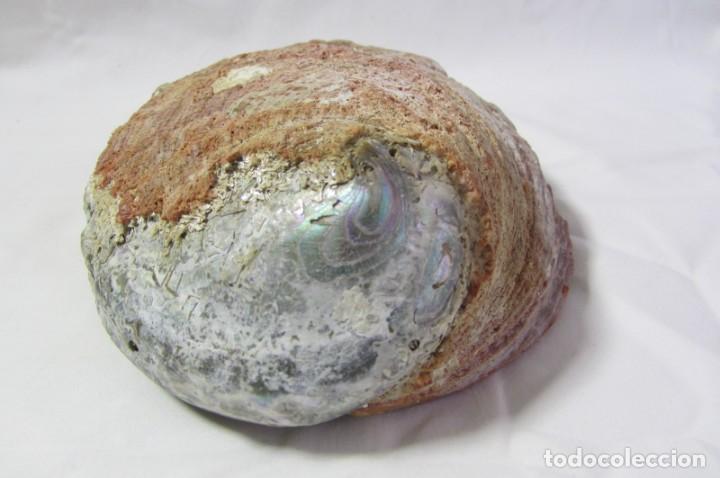 Coleccionismo de moluscos: Gran concha de nácar oreja de mar Haliotis, 20 x 15 cm, 610 gramos de peso - Foto 9 - 303426258