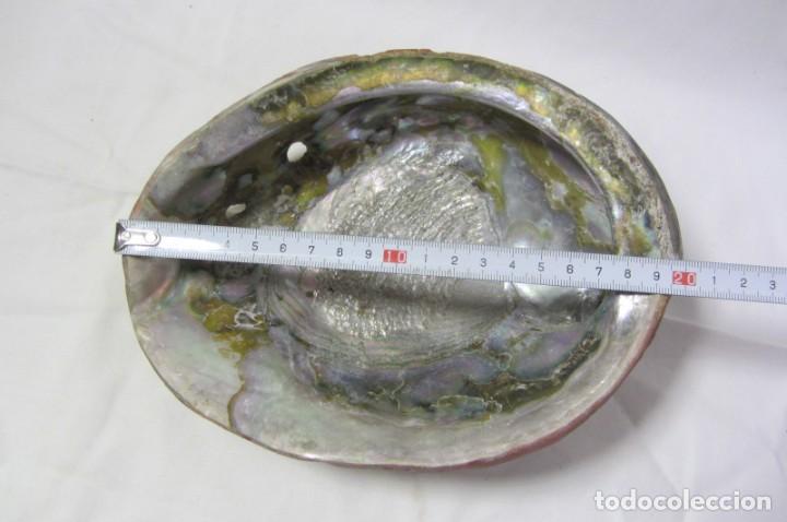 Coleccionismo de moluscos: Gran concha de nácar oreja de mar Haliotis, 20 x 15 cm, 610 gramos de peso - Foto 10 - 303426258