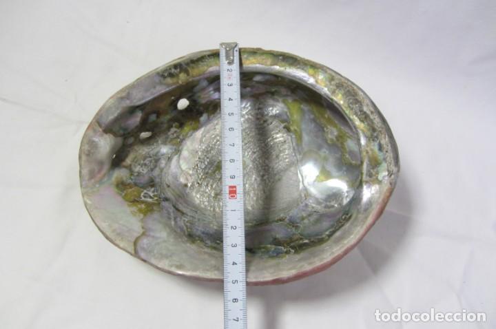Coleccionismo de moluscos: Gran concha de nácar oreja de mar Haliotis, 20 x 15 cm, 610 gramos de peso - Foto 11 - 303426258
