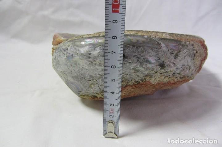 Coleccionismo de moluscos: Gran concha de nácar oreja de mar Haliotis, 20 x 15 cm, 610 gramos de peso - Foto 12 - 303426258