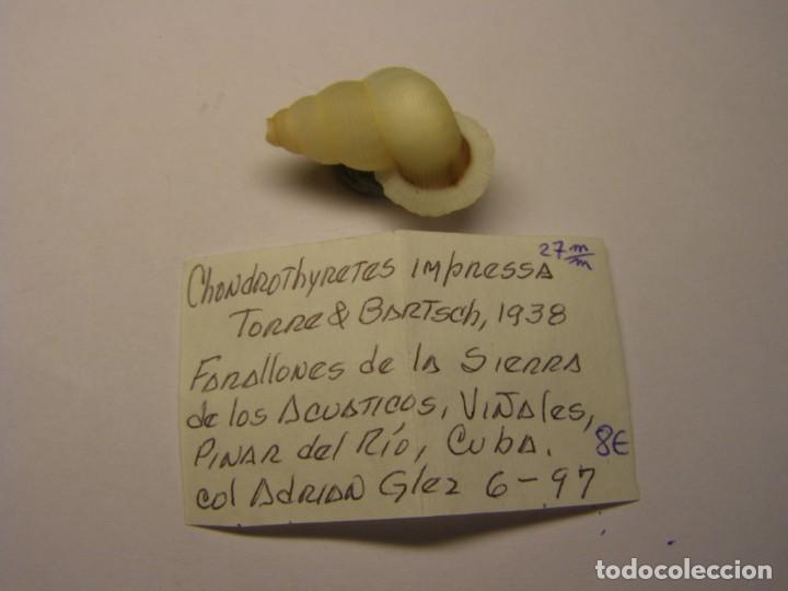 Coleccionismo de moluscos: Caracol chondrothyretes impressa. Cuba. - Foto 1