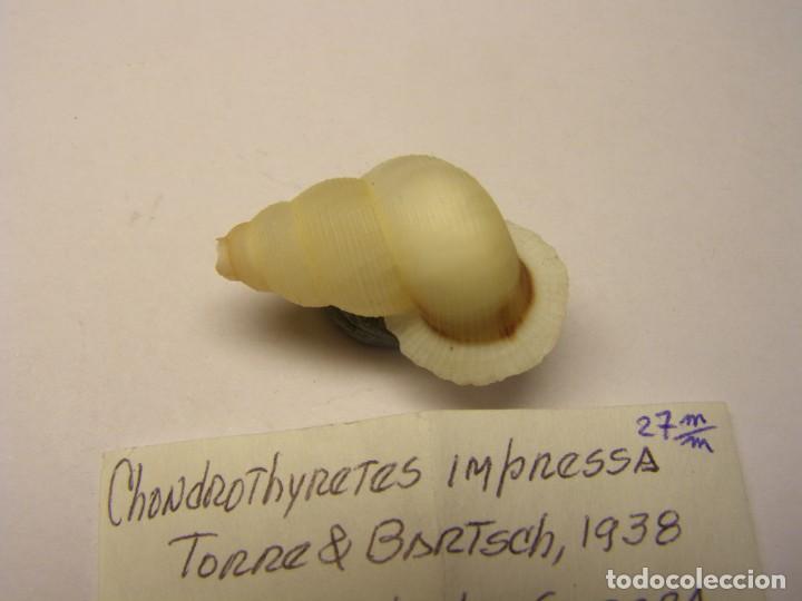 Coleccionismo de moluscos: Caracol chondrothyretes impressa. Cuba. - Foto 2