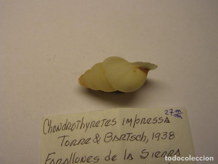 Coleccionismo de moluscos: Caracol chondrothyretes impressa. Cuba. - Foto 3