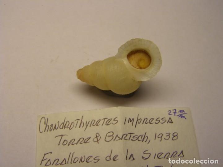 Coleccionismo de moluscos: Caracol chondrothyretes impressa. Cuba. - Foto 4