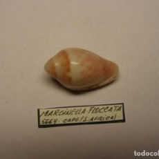 Collezionismo di molluschi: CARACOL MARGINELLA FLOCCATA. SUDÁFRICA.