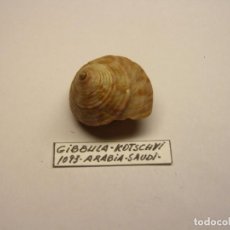 Collectionnisme de mollusques: CARACOL GIBBULA KOTSCHYI. ARABIA SAUDÍ.. Lote 306686208