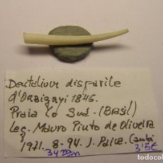 Collectionnisme de mollusques: CARACOL SNAIL DENTALIUM DISPARILE. BRASIL.. Lote 307326428