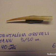 Collectionnisme de mollusques: CARACOL SNAIL DENTALIUM GRUVELI.. Lote 307326608