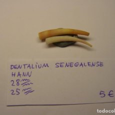 Collectionnisme de mollusques: CARACOL SNAIL DENTALIUM SENEGALENSE. HANN.. Lote 307461798