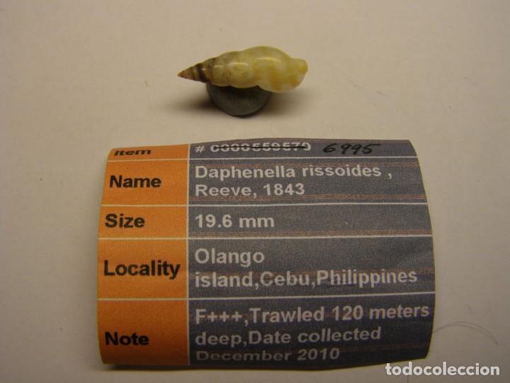 Coleccionismo de moluscos: Caracol snail daphenella rissoides. Filipinas. - Foto 1