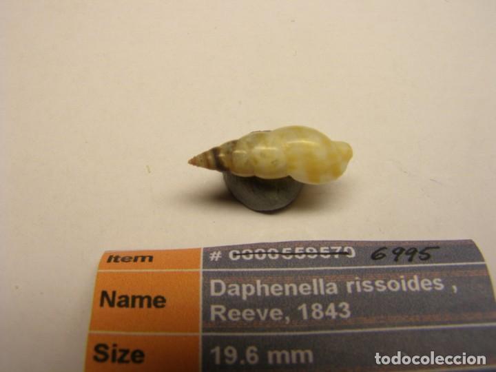 Coleccionismo de moluscos: Caracol snail daphenella rissoides. Filipinas. - Foto 2
