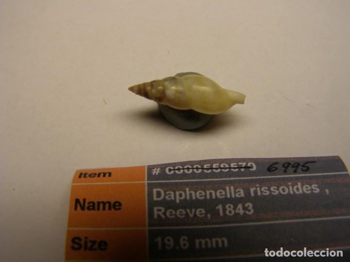 Coleccionismo de moluscos: Caracol snail daphenella rissoides. Filipinas. - Foto 3