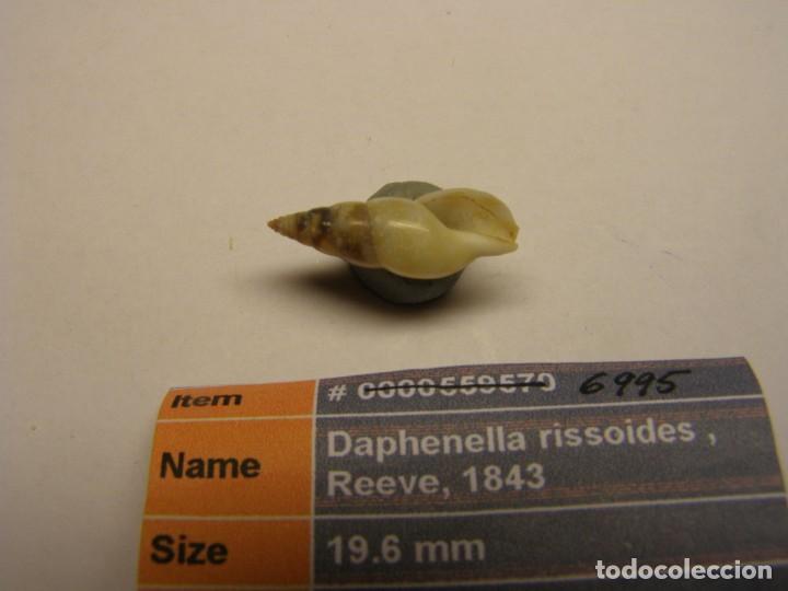 Coleccionismo de moluscos: Caracol snail daphenella rissoides. Filipinas. - Foto 4