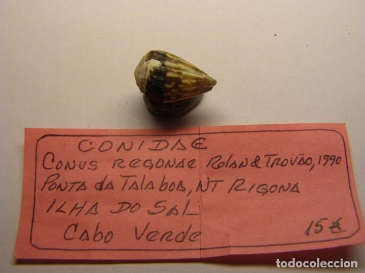 Coleccionismo de moluscos: Caracol snail conus regonae, Cabo Verde. - Foto 1
