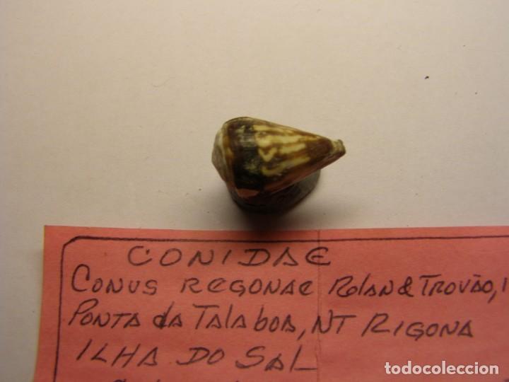 Coleccionismo de moluscos: Caracol snail conus regonae, Cabo Verde. - Foto 2