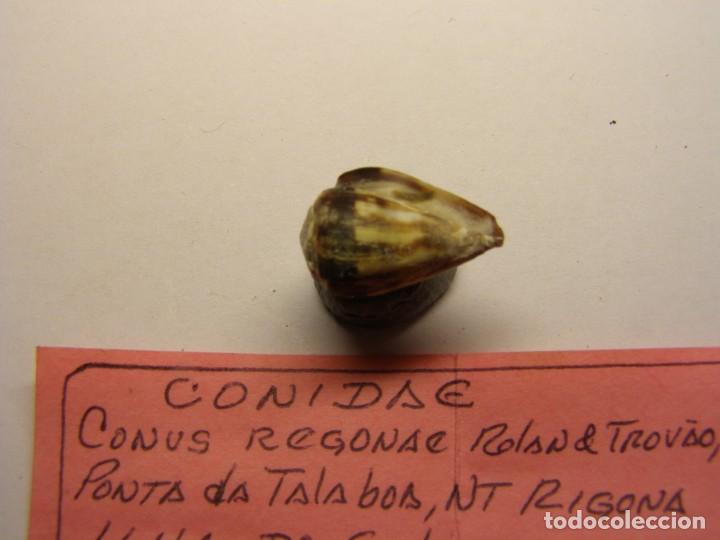 Coleccionismo de moluscos: Caracol snail conus regonae, Cabo Verde. - Foto 3