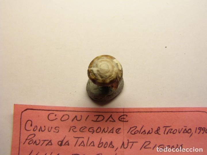Coleccionismo de moluscos: Caracol snail conus regonae, Cabo Verde. - Foto 4