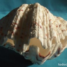 Coleccionismo de moluscos: 2, CONCHA DE ALMEJA TRIDACNA, PARA BENDITERO, ETC, 12,5 X 9 CM