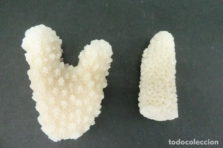 Coleccionismo de moluscos: Trocitos de coral blanco - Foto 1