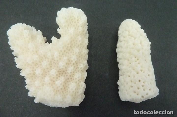 Coleccionismo de moluscos: Trocitos de coral blanco - Foto 2