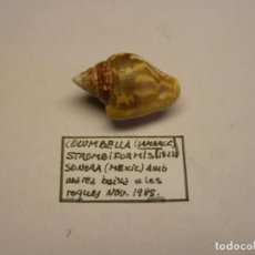 Collezionismo di molluschi: CARACOL SNAIL COLUMBELLA STROMBIFORMIS. MÉXICO.. Lote 310123988