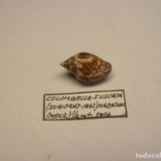 Collezionismo di molluschi: CARACOL SNAIL COLUMBELLA FUSCATA. MÉXICO.. Lote 310125043