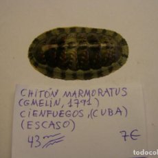 Collezionismo di molluschi: CARACOL SNAIL CHITÓN MARMORATUS. CUBA.. Lote 310127823