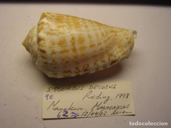 Coleccionismo de moluscos: Caracol snail strombus decorus. Madagascar. - Foto 1