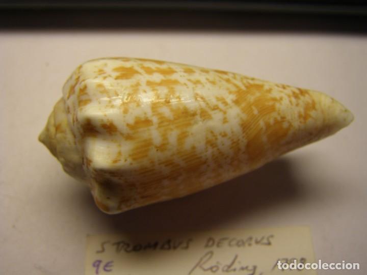 Coleccionismo de moluscos: Caracol snail strombus decorus. Madagascar. - Foto 2