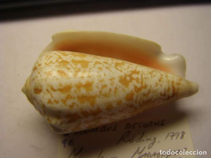Coleccionismo de moluscos: Caracol snail strombus decorus. Madagascar. - Foto 3