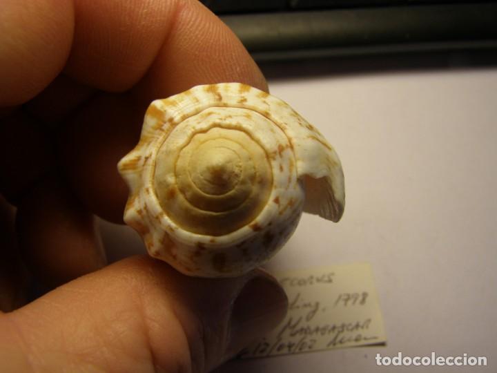 Coleccionismo de moluscos: Caracol snail strombus decorus. Madagascar. - Foto 4