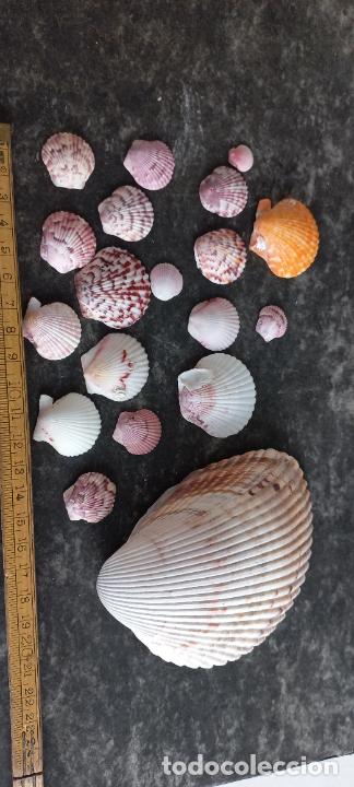 Coleccionismo de moluscos: LOTE DE CONCHAS de mar. SNAIL, SHELL. - Foto 2