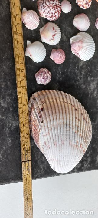 Coleccionismo de moluscos: LOTE DE CONCHAS de mar. SNAIL, SHELL. - Foto 3